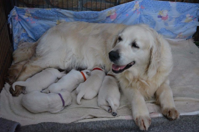 du domaine du vevî - Golden Retriever - Portée née le 24/05/2015