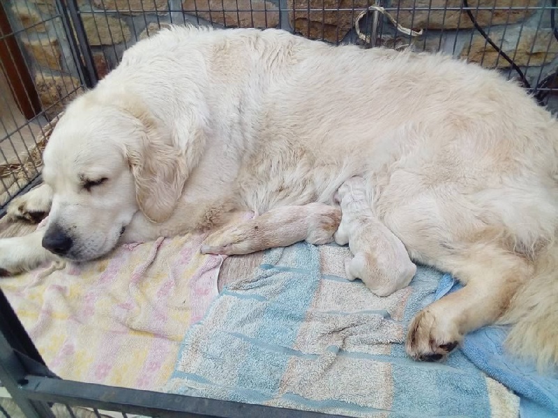du domaine du vevî - Golden Retriever - Portée née le 02/08/2016