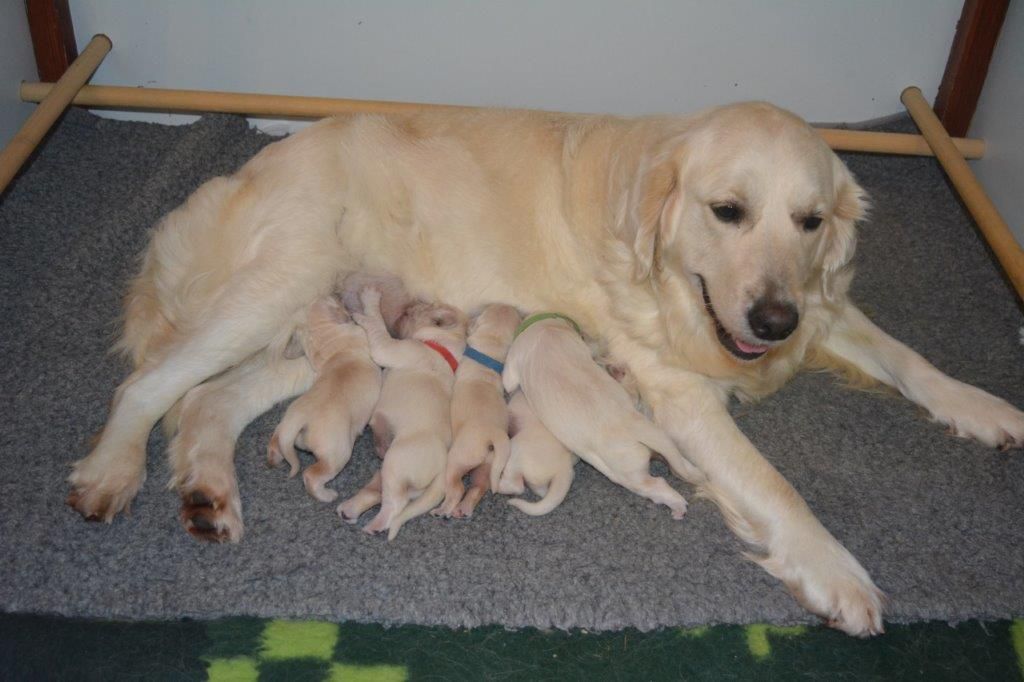 du domaine du vevî - Golden Retriever - Portée née le 13/11/2019