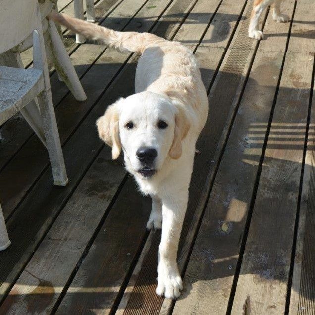 du domaine du vevî - Golden Retriever - Portée née le 20/03/2018