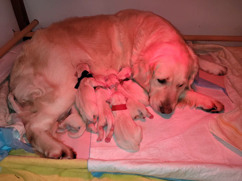du domaine du vevî - Golden Retriever - Portée née le 11/02/2022